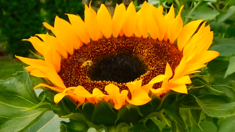 Is there delicious honey in sunflowers???