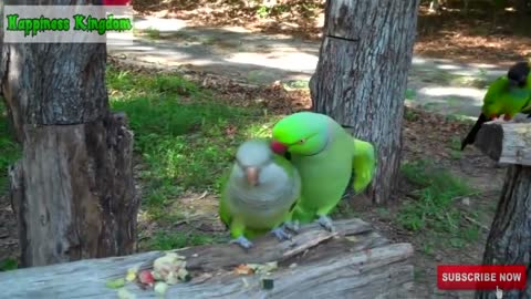 ***MUST SEE****Funny bird videos***