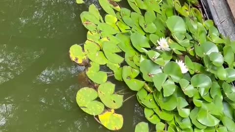 The white lotus is very beautiful
