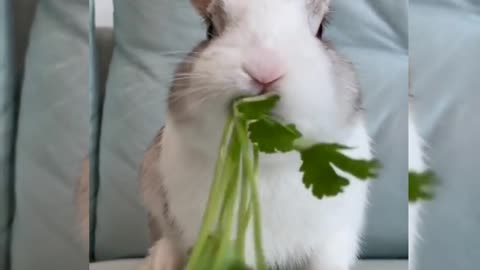 look at that rabbit eating