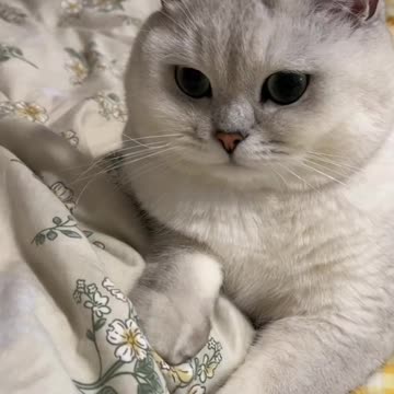 Fanny Cat Video And Cute Cat Video