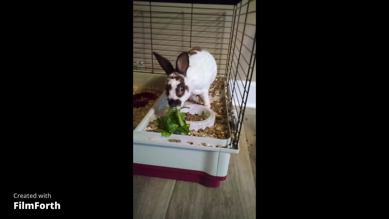 Our Bunny Eating a Midnight Snack