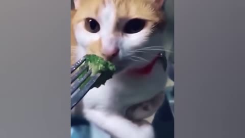 YOU LAUGH YOU LOSE FUNNIEST CAT AND DOG 2024
