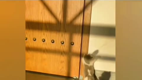 funny intelligent cat
