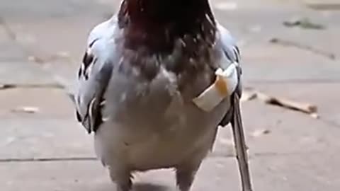 Xbfchc