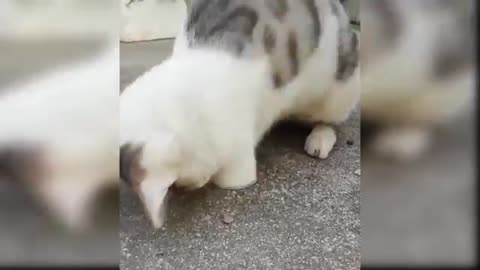 Baby Cats Compilation #1 Cute and Funny Cat chat trop mignon bébé petit part 1
