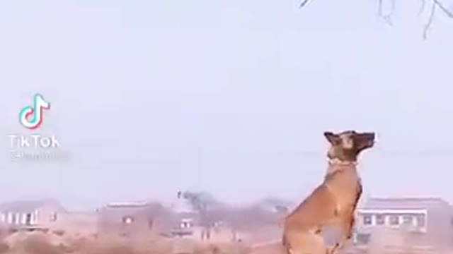 Perritos curiosos