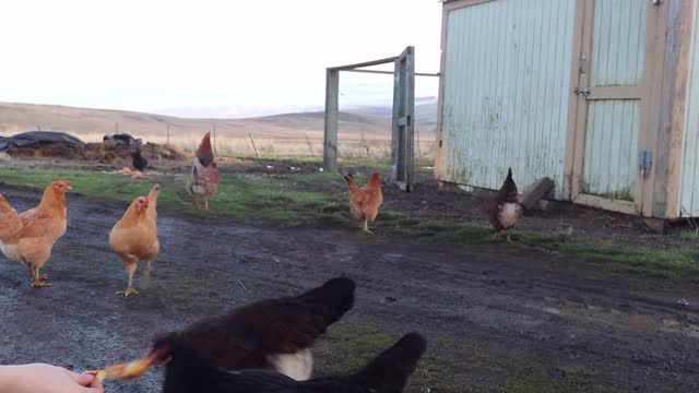 Top Rooster Defends a Hen