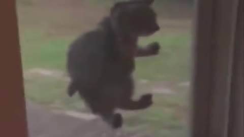 Baby Cats - Cute and Funny Cat Videos |cute cats |how to teach a cat |funny cats moment