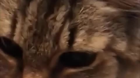 Funny pets cute cats try to not laugh 🤣