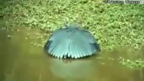 Beautiful birds things