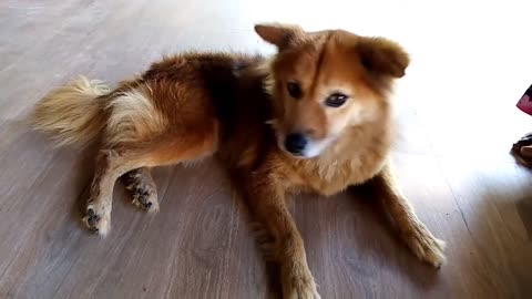 Beautiful Dog Video