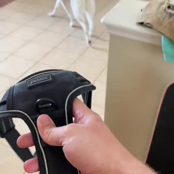 5 reason in dog weirdest dog🐕