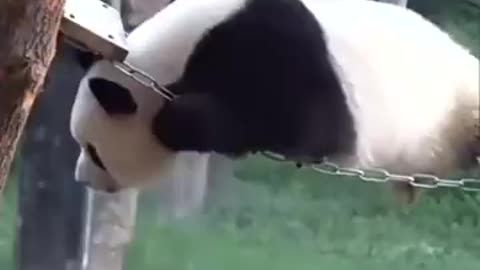 Funny animals #3