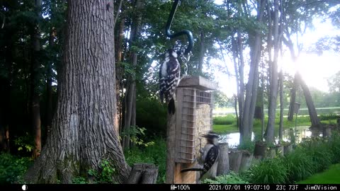 Hickory Creek - This is what happens when you let the kids stay in your nest too long.