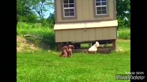 Funny chickens and roosters Chasing kids and adults 😂😂||funny videos