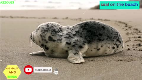 seal