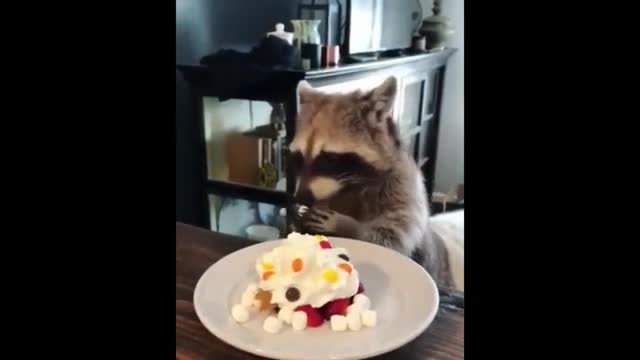Cute animals doing funny things 2021