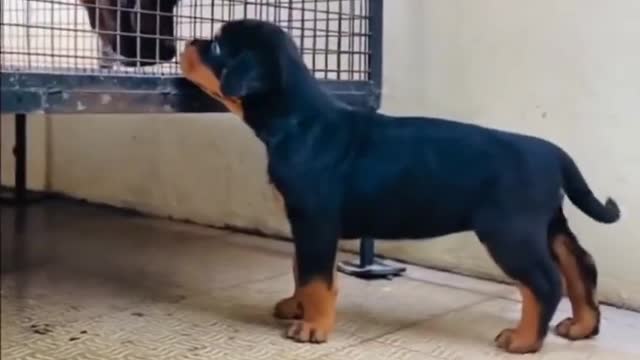 Smart dog