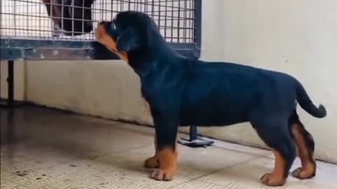 Smart dog