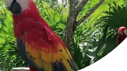 red macaw.