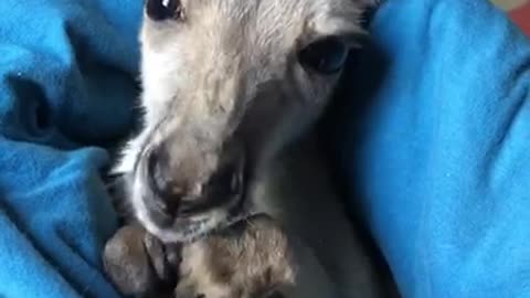 Baby Kangaroo Cleans her Paws