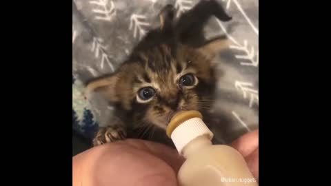 cat drinking milk from bottle