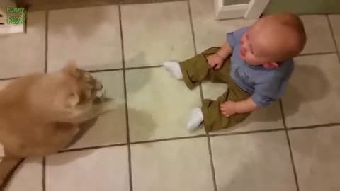 Very quiet cats video