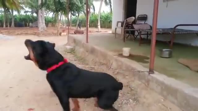 Rottweiler Dog attacks.