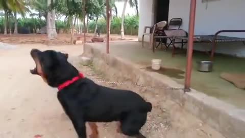 Rottweiler Dog attacks.