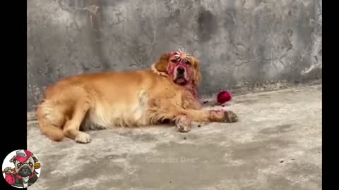 Incredible Funny Moments with Dogs/ Skip it if you don't laugh