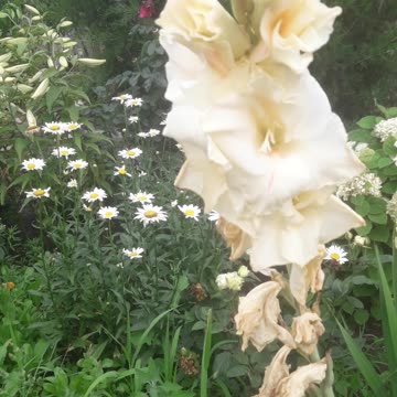 Gladiolus and daisies