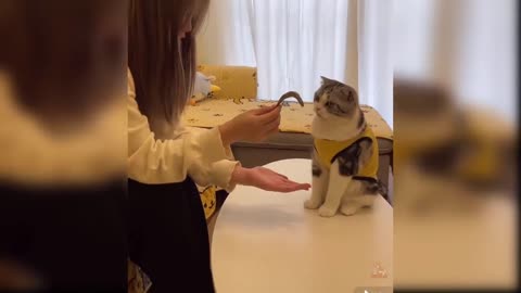 Cat hits