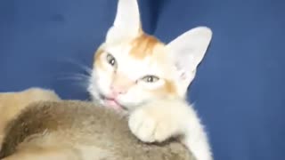 Mama Cat Takes Back Crying Kitten From Toddler