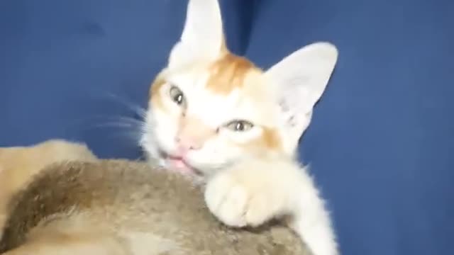 Mama Cat Takes Back Crying Kitten From Toddler