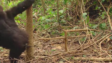 GORILLA * | Animals For Kids | All Things Anima