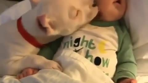 Funnyanimals