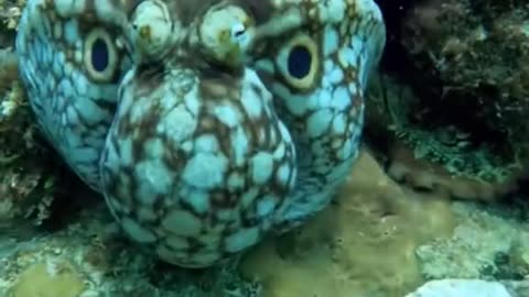 An incredible instance of an octopus disguising itself as the head of a bigger marine creature