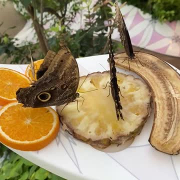 Beautiful butterflies 🦋