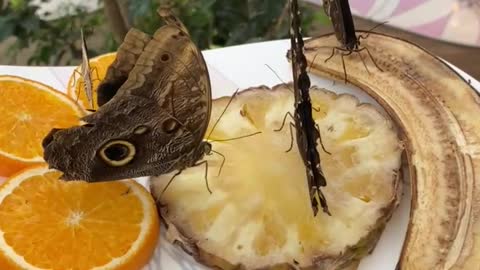 Beautiful butterflies 🦋
