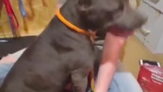 #48 Female pittie March2022