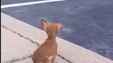 New Animals funny video
