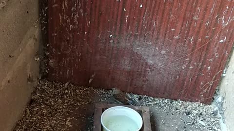 When crossing a goldfinch ...