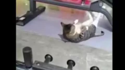 Cat and Dog funny video | Footage No Copyright | Funny animals - Funny animal videos 2023