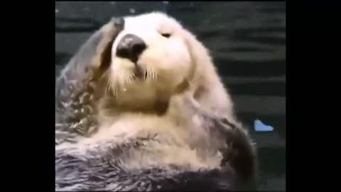 This animal takes a bath too much like a sexy beauty.