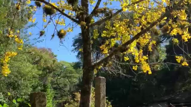 Ipê Amarelo