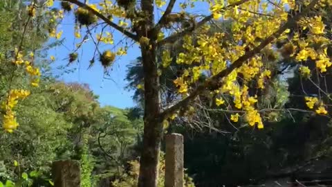 Ipê Amarelo