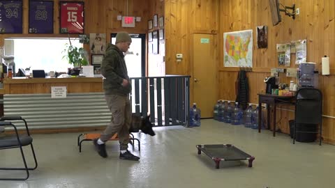 🐕 How to teach your dog to go to their bed ON COMMAND- The easiest dog training process.