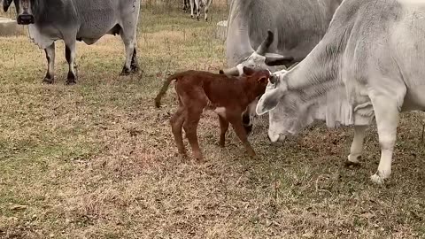 Nobody_Would_Claim_Her..._#cattle_#animals__#cows(1080p)