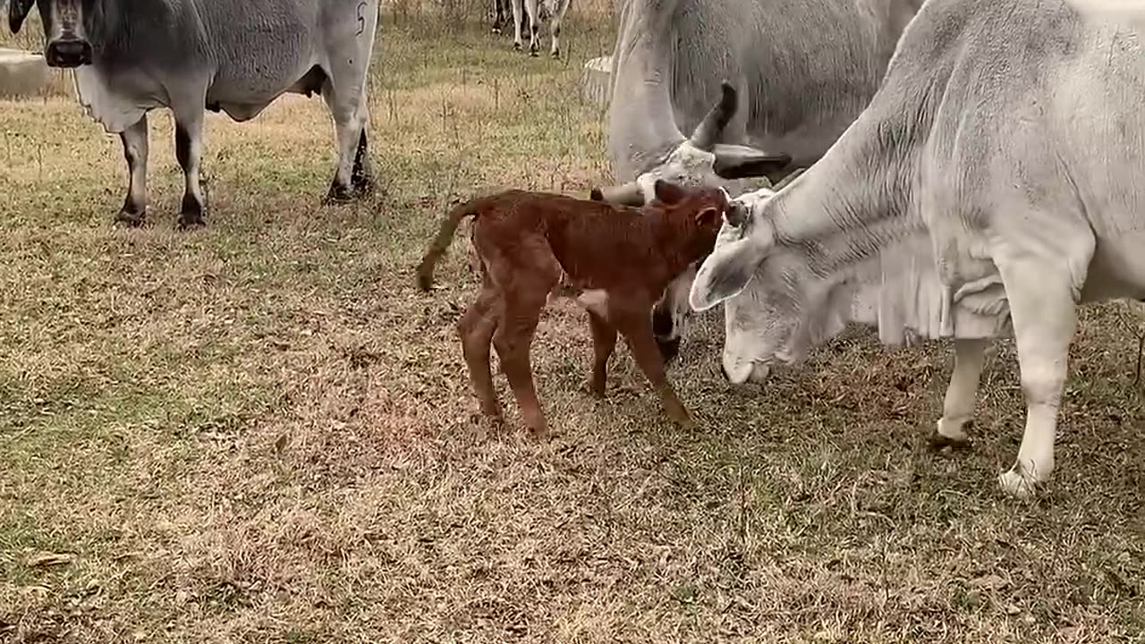 Nobody_Would_Claim_Her..._#cattle_#animals__#cows(1080p)